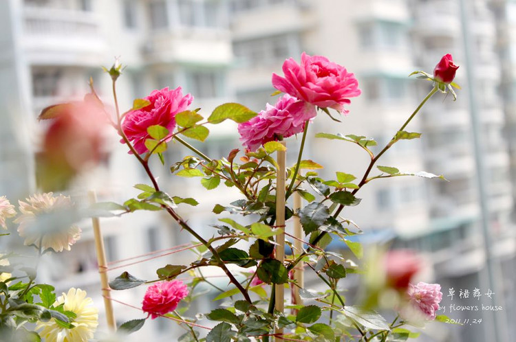 如果有天，花開不謝 - 花滿樓 - 花滿樓