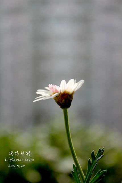 如果有天，花開不謝 - 花滿樓 - 花滿樓