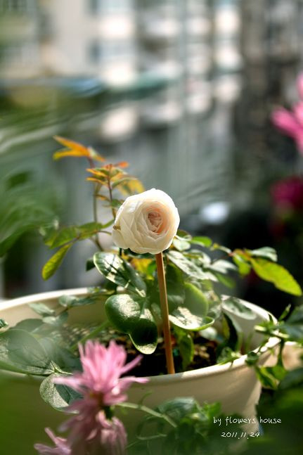 如果有天，花開不謝 - 花滿樓 - 花滿樓