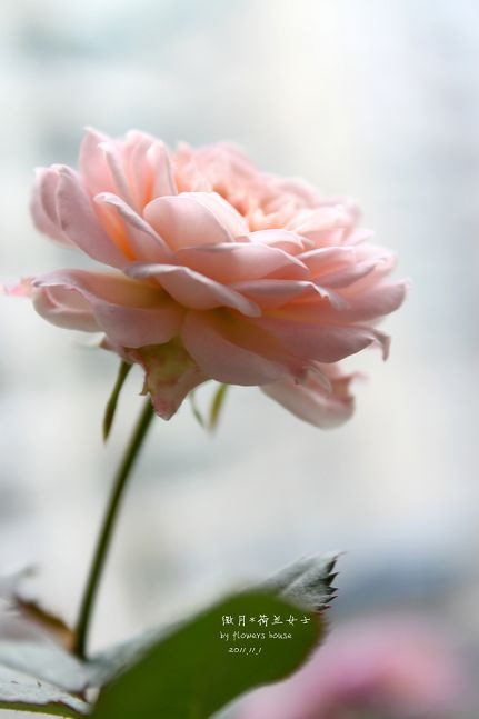 如果有天，花開不謝 - 花滿樓 - 花滿樓