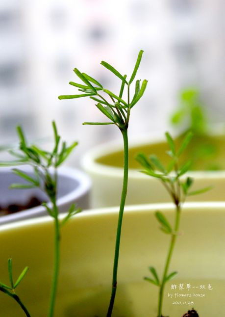 如果有天，花開不謝 - 花滿樓 - 花滿樓