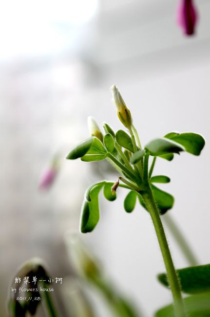 如果有天，花開不謝 - 花滿樓 - 花滿樓