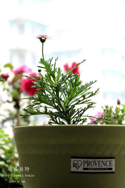 如果有天，花開不謝 - 花滿樓 - 花滿樓