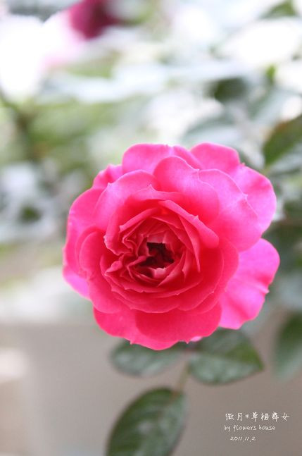 如果有天，花開不謝 - 花滿樓 - 花滿樓