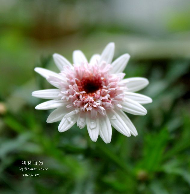 如果有天，花開不謝 - 花滿樓 - 花滿樓