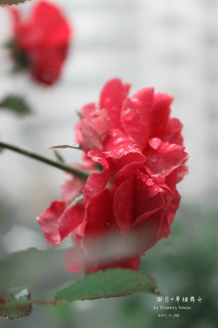 如果有天，花開不謝 - 花滿樓 - 花滿樓