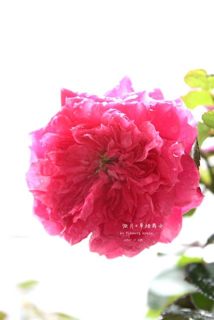 如果有天，花開不謝 - 花滿樓 - 花滿樓
