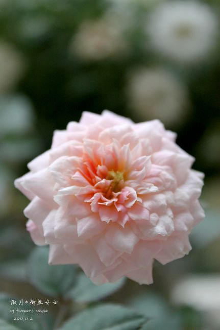 如果有天，花開不謝 - 花滿樓 - 花滿樓
