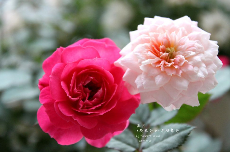 如果有天，花開不謝 - 花滿樓 - 花滿樓
