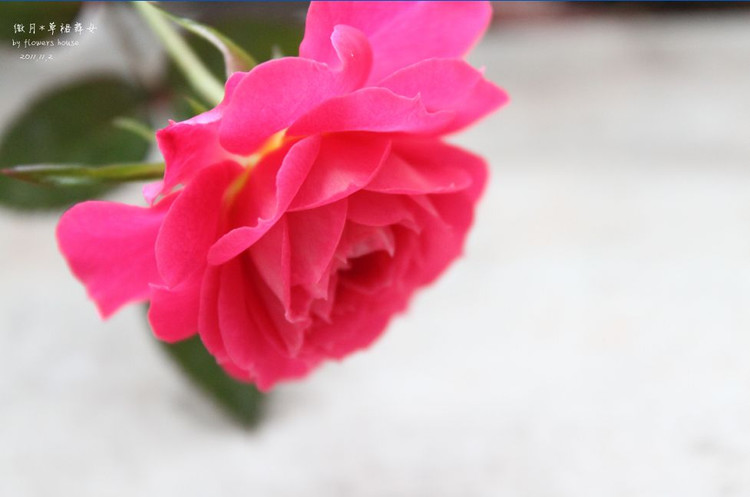 如果有天，花開不謝 - 花滿樓 - 花滿樓
