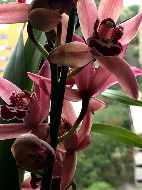 對(duì)花配色 - Daphne Tsui - 因?yàn)閻?ài)所以愛(ài)