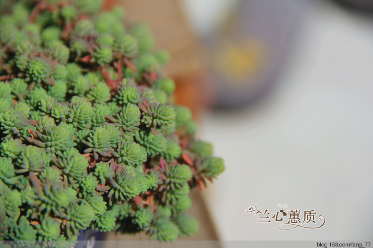 薄雪萬(wàn)年草（蘭心蕙質(zhì)2015） - 蘭心蕙質(zhì) - 蘭心蕙質(zhì)藍(lán)云海