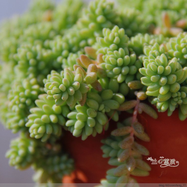 薄雪萬(wàn)年草（蘭心蕙質(zhì)2015） - 蘭心蕙質(zhì) - 蘭心蕙質(zhì)藍(lán)云海
