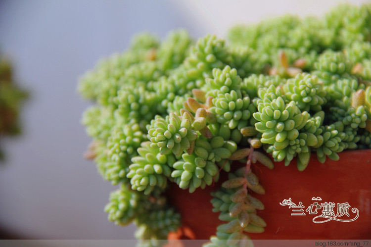 薄雪萬(wàn)年草（蘭心蕙質(zhì)2015） - 蘭心蕙質(zhì) - 蘭心蕙質(zhì)藍(lán)云海