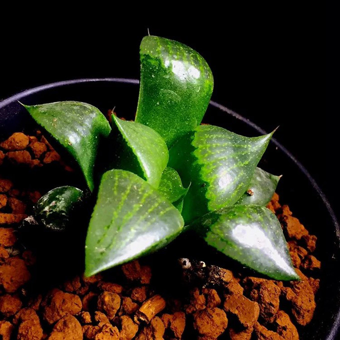過冬換盆多肉植物 未完 - Daphne Tsui - 因為愛所以愛