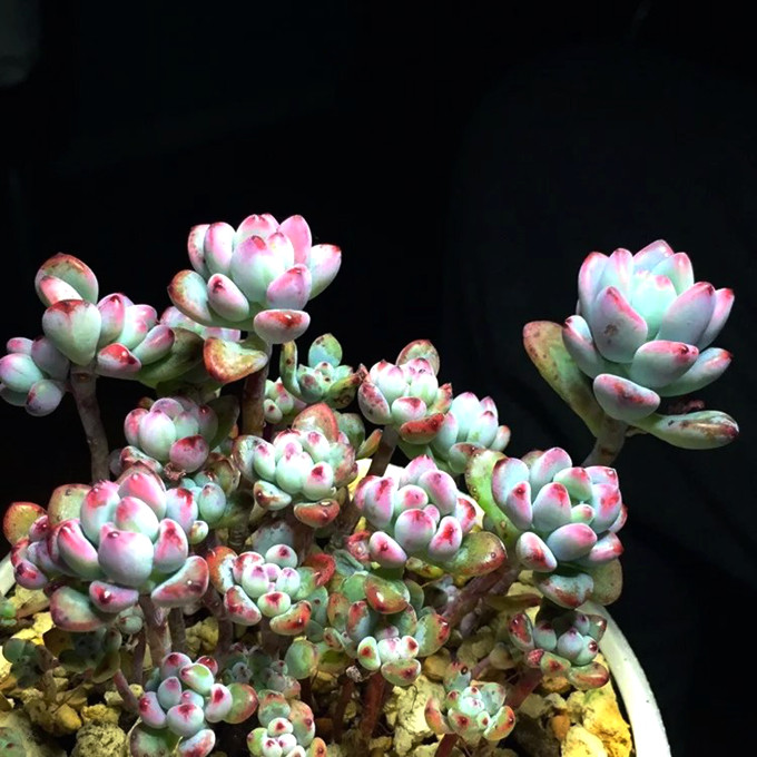 過冬換盆多肉植物 未完 - Daphne Tsui - 因為愛所以愛