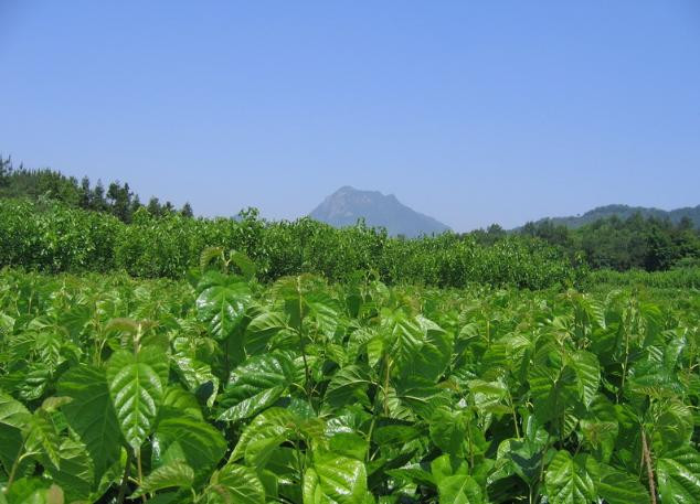 【轉(zhuǎn)載】幾元錢治好你的白發(fā) - 月  月 - 陽光月月（看新聞 寓娛樂）