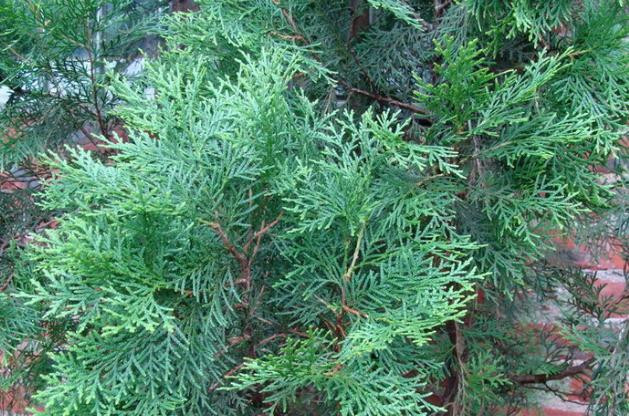 【轉(zhuǎn)載】幾元錢治好你的白發(fā) - 月  月 - 陽光月月（看新聞 寓娛樂）