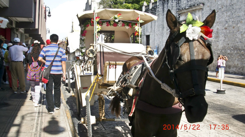 魚頭馬頭中美洲之行（8-6）-墨西哥梅里達馬車逛老城 - cello-ma - cello-ma的博客