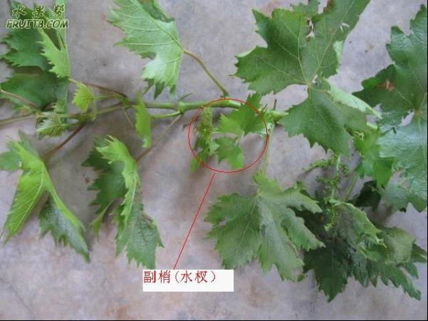 葡萄夏季修剪 - ccha120 - 醫(yī)生色色 葡萄夏季修剪 - 尋味葡萄 - 尋味葡萄