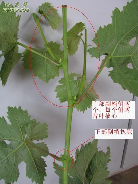 葡萄夏季修剪 - ccha120 - 醫(yī)生色色 葡萄夏季修剪 - 尋味葡萄 - 尋味葡萄