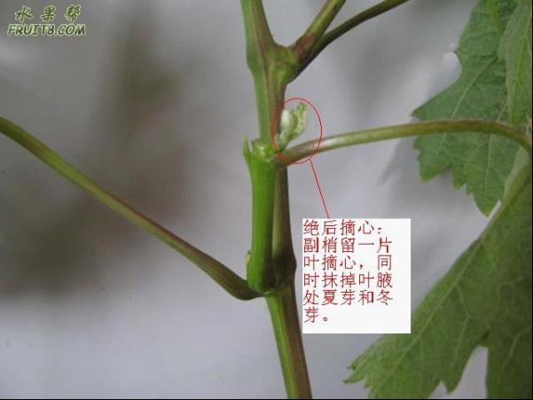 葡萄夏季修剪 - ccha120 - 醫(yī)生色色 葡萄夏季修剪 - 尋味葡萄 - 尋味葡萄