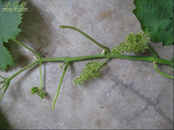 葡萄夏季修剪 - ccha120 - 醫(yī)生色色 葡萄夏季修剪 - 尋味葡萄 - 尋味葡萄