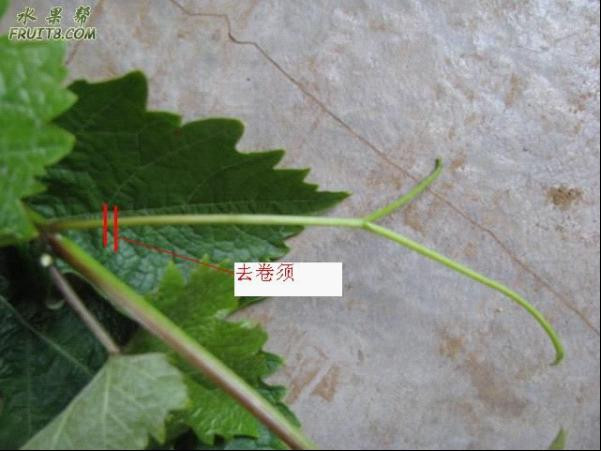 葡萄夏季修剪 - ccha120 - 醫(yī)生色色 葡萄夏季修剪 - 尋味葡萄 - 尋味葡萄