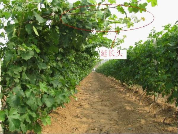 葡萄夏季修剪 - ccha120 - 醫(yī)生色色 葡萄夏季修剪 - 尋味葡萄 - 尋味葡萄