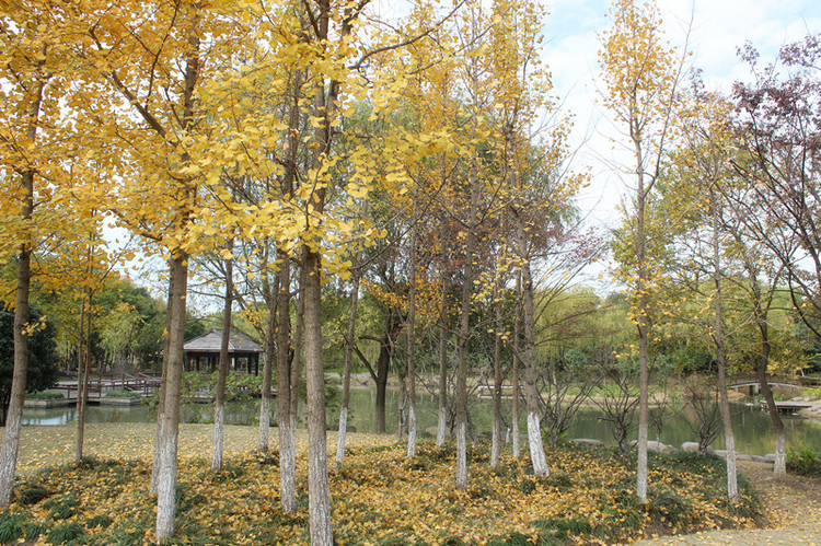 上海古樹公園：秋天的顏色 - 邂逅 - 悠然生活