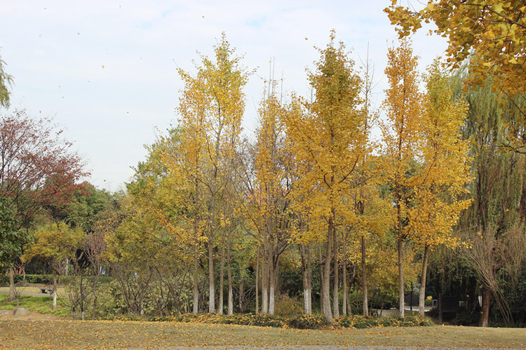 上海古樹公園：秋天的顏色 - 邂逅 - 悠然生活