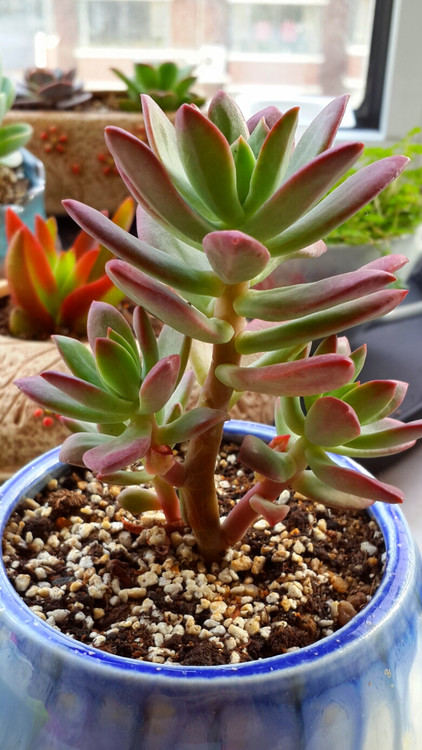 淡***紅稚蓮 - 楚天 - 楚天·海闊天空