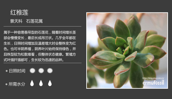 淡***紅稚蓮 - 楚天 - 楚天·海闊天空